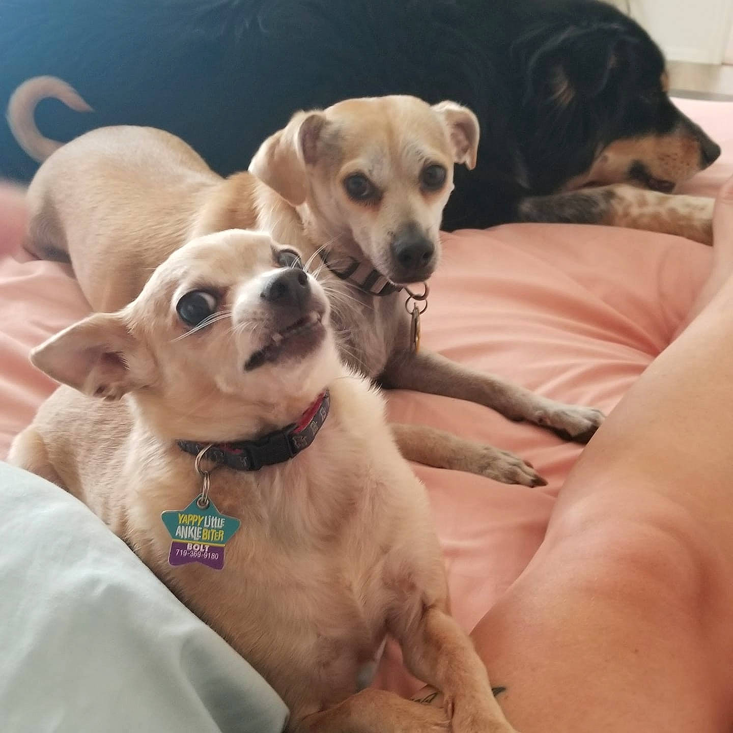 Bolt joined the competition — help win amazing prizes! carnivore, collar, comfort, companion_dog, dog, dog_breed, dog_collar, dog_supply, fawn, mammal, paw, pet_supply, puppy_love, selfie, snout, sunglasses, toy_dog, vertebrate, whiskers, working_animal