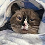 animal, blanket, blue, cat, closeup, comfort, cozy, cute, ears, face, furry, indoor, nap, pet, portrait, resting, sleepy, soft, warm, whiskers