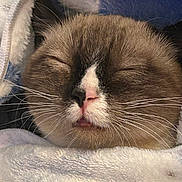 Junebug is registered to the contest to win money with this photo: cat, sleeping, whiskers, closeup, blanket, cozy, feline, fur, pink_nose, relaxed, domestic_cat, pet, cute, indoor, snuggled, soft_texture, resting, animal, mammal, warm