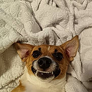 Belly a rejoint le concours — aidez-le/la à gagner de superbes lots ! dog, smiling, teeth, blanket, white, fur, pet, cute, lying_down, ears, face, closeup, canine, tongue_hidden, indoor, cozy, funny_expression, animal, playful, domestic