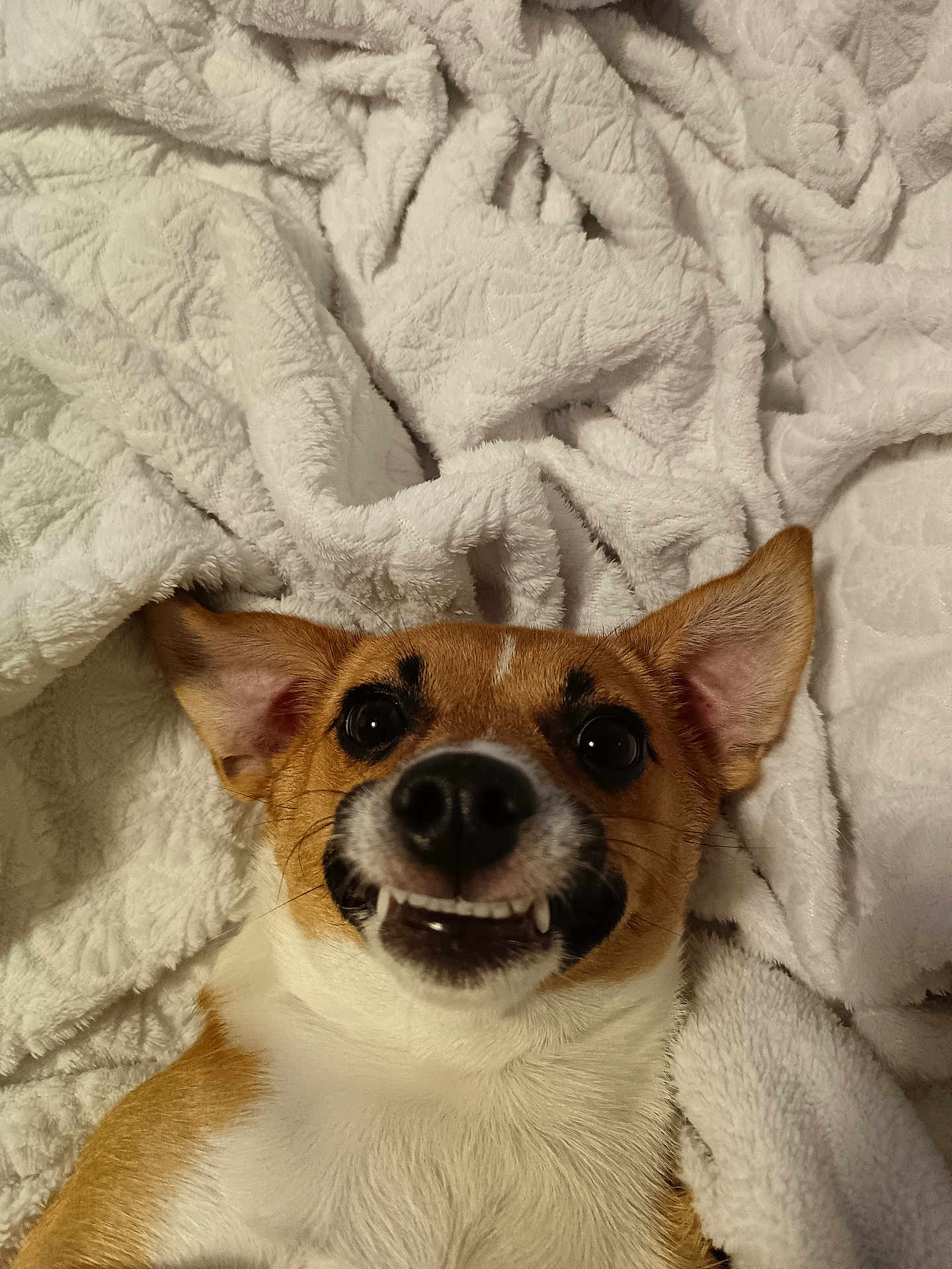 Belly a rejoint le concours — aidez-le/la à gagner de superbes lots ! dog, smiling, teeth, blanket, white, fur, pet, cute, lying_down, ears, face, closeup, canine, tongue_hidden, indoor, cozy, funny_expression, animal, playful, domestic