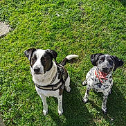 Mambo Et Rita participe au concours pour gagner de l'argent avec cette photo : animal, black_and_white, canine, collar, cute, daylight, dog, friendly, grass, greenery, happy, harness, nature, outdoor, pet, playful, sitting, summer, sunlight, tongue_out