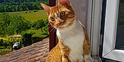 Filous a rejoint le concours — aidez-le/la à gagner de superbes lots ! aegean_cat, arabian_mau, asian, carnivore, cat, domestic_short_haired_cat, european_shorthair, fawn, felidae, fur, german_rex, kitten, polydactyl_cat, small_to_medium_sized_cats, snapshot, snout, tabby_cat, tail, whiskers, window