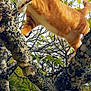 Filous a rejoint le concours — aidez-le/la à gagner de superbes lots ! branch, canidae, carnivore, cat, fawn, felidae, finnish_spitz, fur, organism, plant, tail, tree, trunk, wildlife