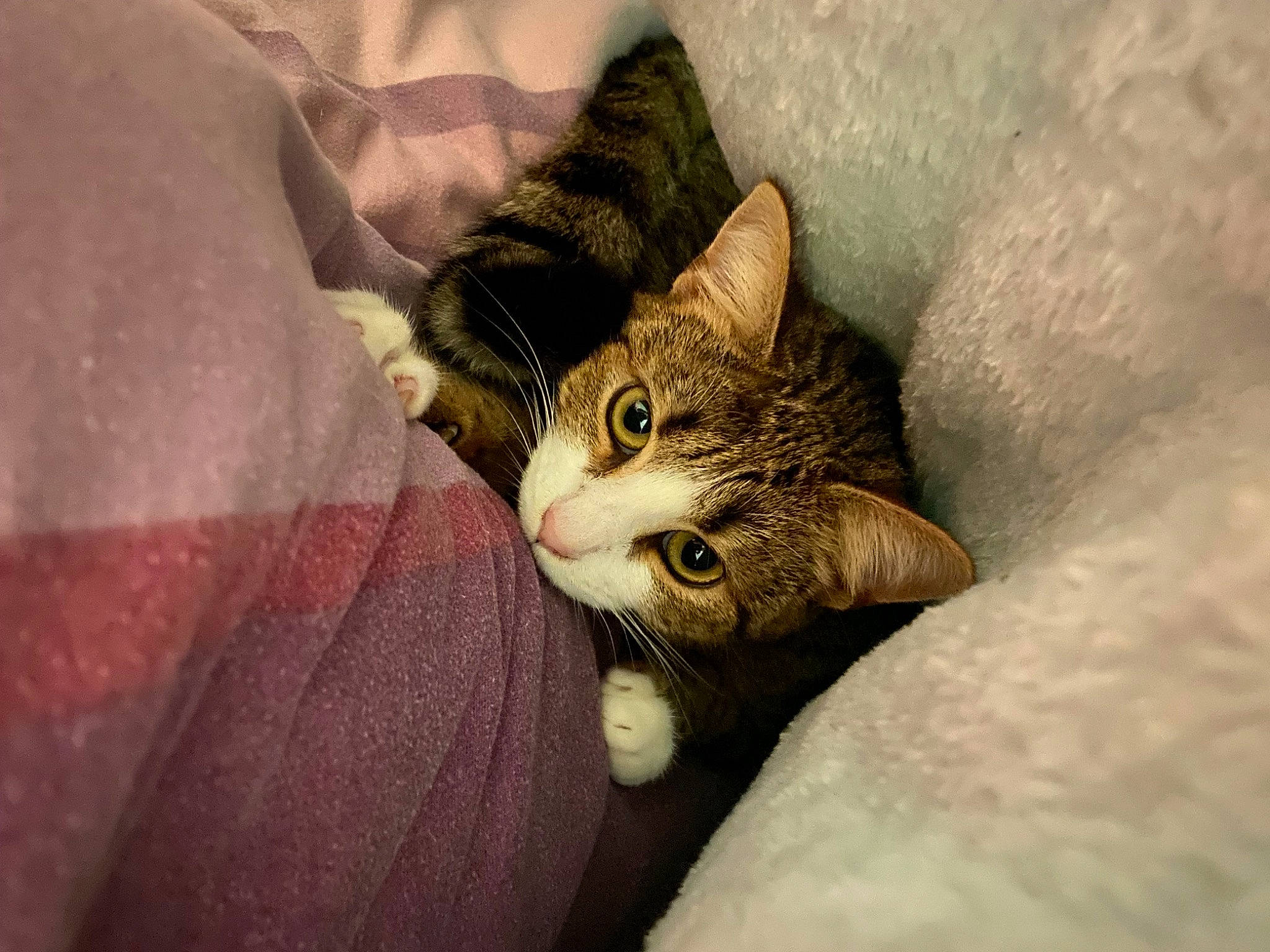 Sweden participe au concours pour gagner de l'argent avec cette photo : carnivore, cat, claw, comfort, domestic_short_haired_cat, ear, eye, fawn, felidae, fur, gesture, human_body, linens, paw, sitting, small_to_medium_sized_cats, snout, tail, whiskers, window