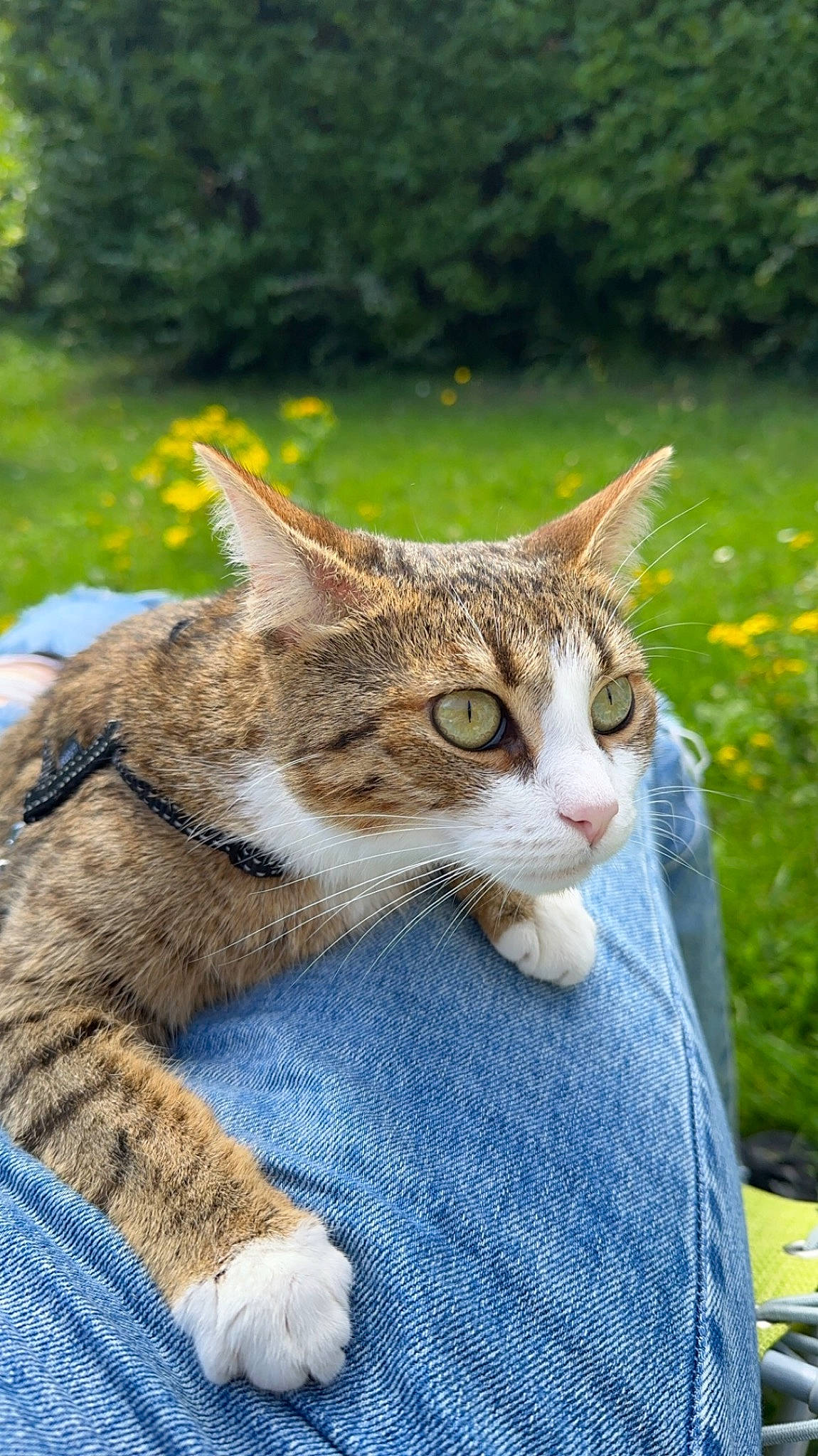 Sweden a rejoint le concours — aidez-le/la à gagner de superbes lots ! carnivore, cat, claw, domestic_short_haired_cat, fawn, felidae, flower, fur, grass, paw, photo_caption, plant, sitting, small_to_medium_sized_cats, snout, tail, terrestrial_animal, tree, whiskers, wildlife
