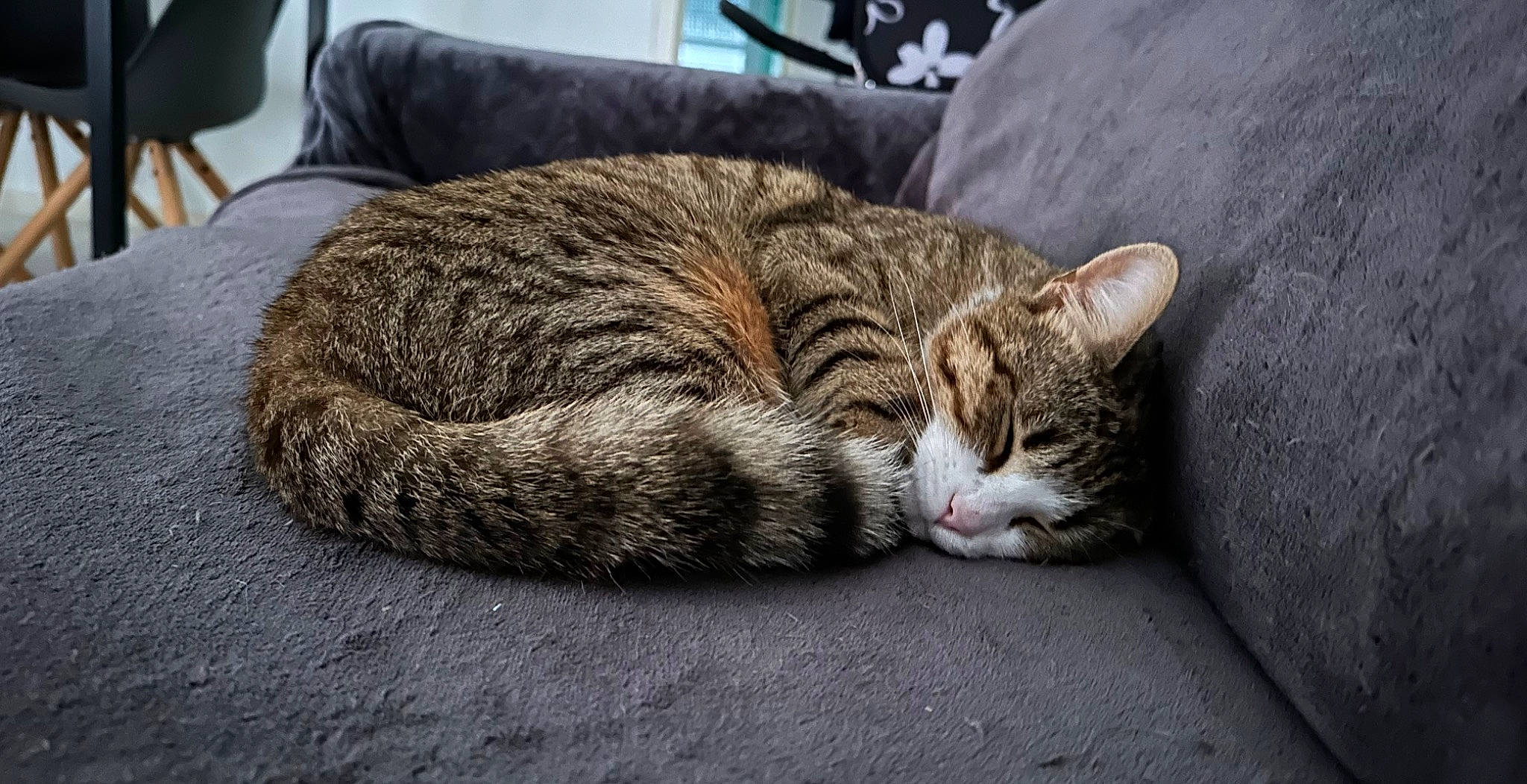 Sweden participe au concours pour gagner de l'argent avec cette photo : carnivore, cat, claw, comfort, domestic_short_haired_cat, felidae, fur, grey, nap, paw, sitting, sleep, small_to_medium_sized_cats, snout, tail, terrestrial_animal, tree, whiskers, wildlife, wood