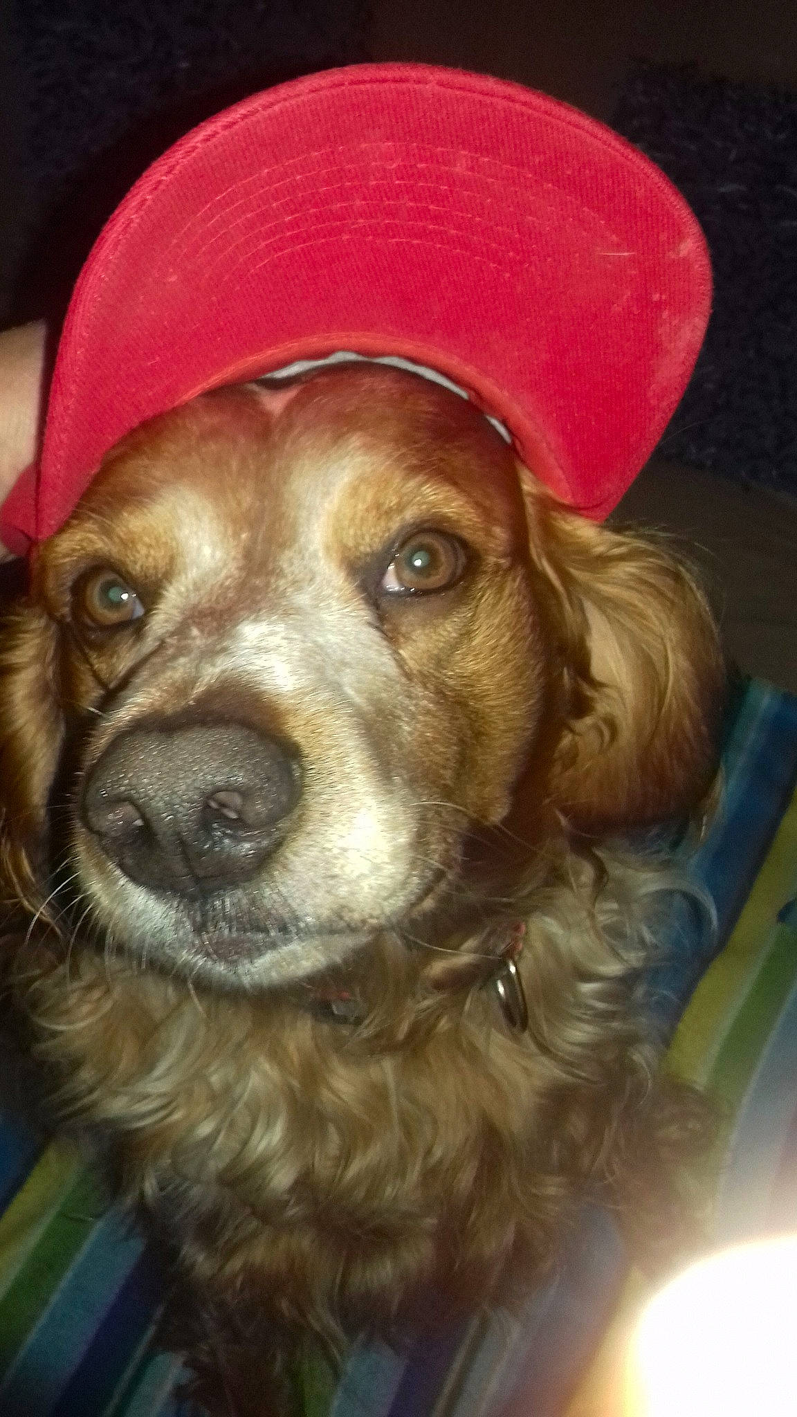 Hermann participe au concours pour gagner de l'argent avec cette photo : american_cocker_spaniel, canidae, carnivore, cocker_spaniel, companion_dog, dog, dog_breed, english_cocker_spaniel, golden_retriever, hat, headgear, mammal, nose, rare_breed_dog, retriever, snout, spaniel, sporting_group, sussex_spaniel