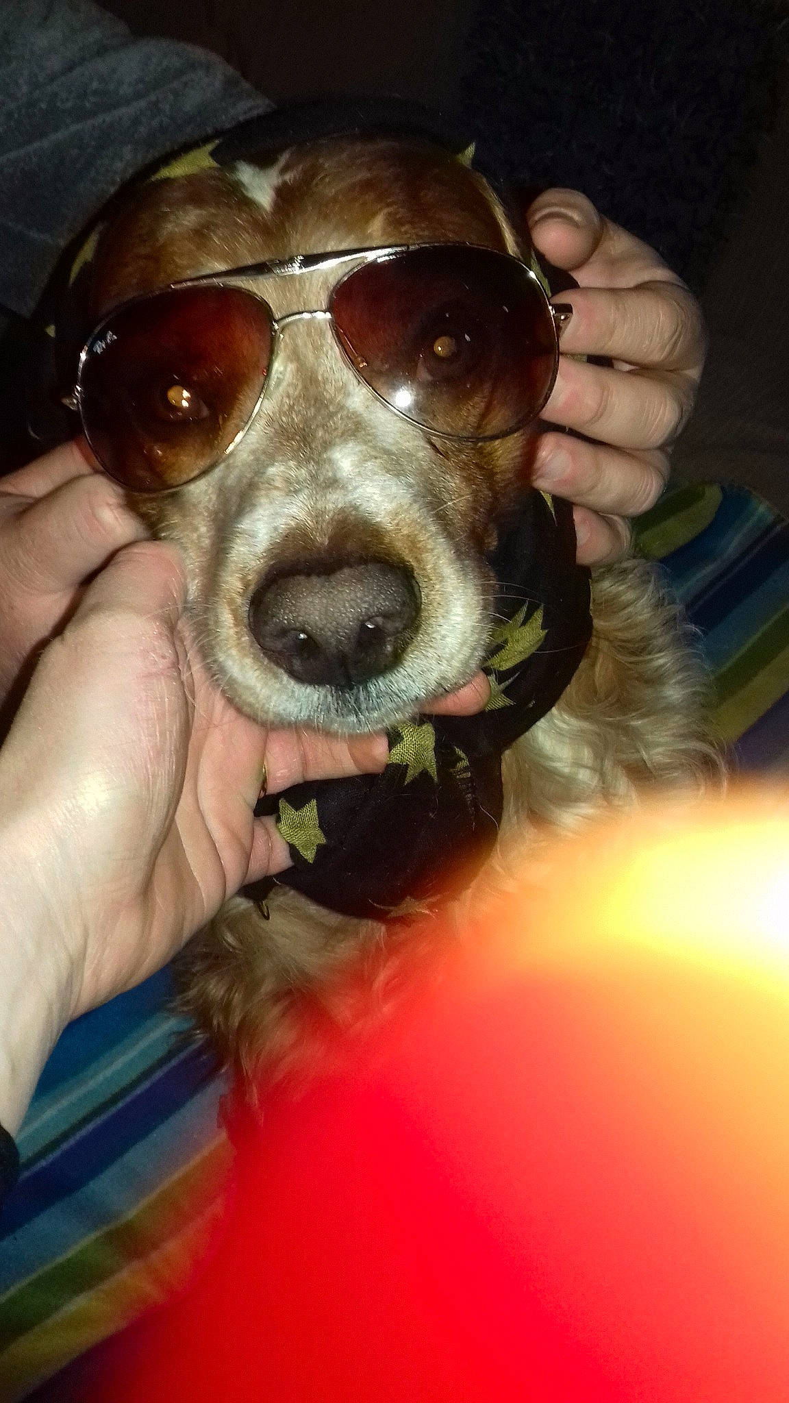 Hermann participe au concours pour gagner de l'argent avec cette photo : canidae, carnivore, cool, dog, dog_breed, eyewear, glasses, head, nose, pointer, selfie, snout, sporting_group, sunglasses, vision_care