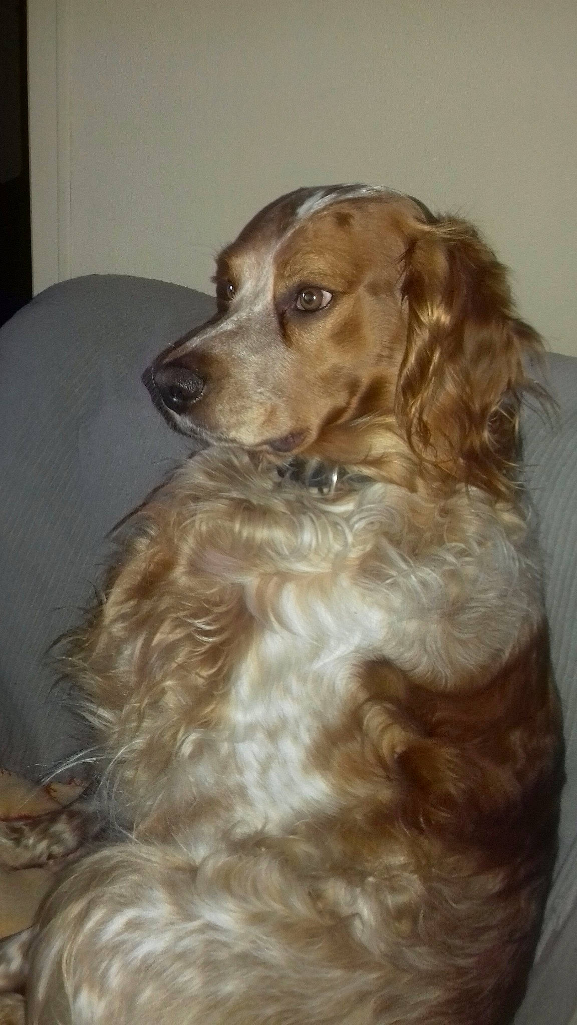 Hermann a rejoint le concours — aidez-le/la à gagner de superbes lots ! canidae, carnivore, cocker_spaniel, companion_dog, dog, dog_breed, english_cocker_spaniel, fawn, field_spaniel, german_spaniel, irish_red_and_white_setter, irish_setter, mammal, rare_breed_dog, russian_spaniel, setter, spaniel, sporting_group, vertebrate