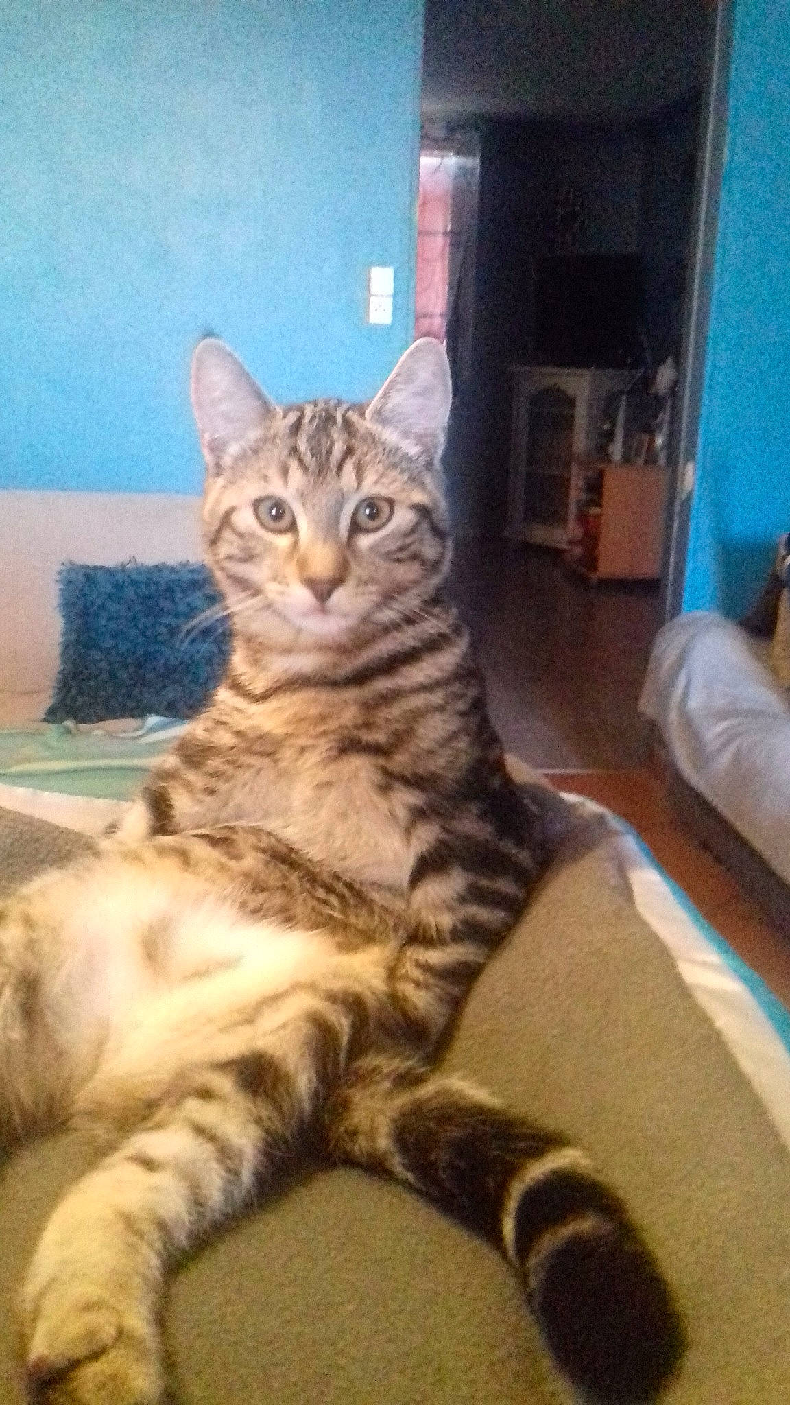 Moustache participe au concours pour gagner de l'argent avec cette photo : american_shorthair, arabian_mau, asian, australian_mist, california_spangled, carnivore, cat, domestic_short_haired_cat, dragon_li, egyptian_mau, european_shorthair, felidae, kitten, mammal, ocicat, pixie_bob, small_to_medium_sized_cats, tabby_cat, vertebrate, whiskers