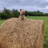 Indy a rejoint le concours — aidez-le/la à gagner de superbes lots ! dog, hay_bale, field, grass, cloudy_sky, outdoor, animal, terrier, rural, nature, greenery, pet, tongue_out, small_dog, bale, farm, landscape, cute, fur, collar
