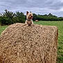 animal, bale, cloudy_sky, collar, cute, dog, farm, field, fur, grass, greenery, hay_bale, landscape, nature, outdoor, pet, rural, small_dog, terrier, tongue_out