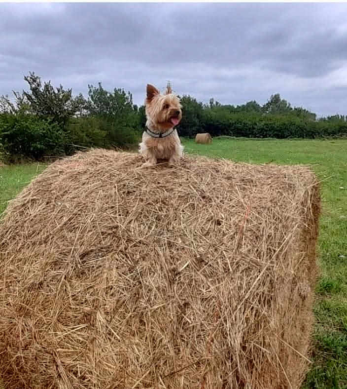 Indy a rejoint le concours — aidez-le/la à gagner de superbes lots ! dog, hay_bale, field, grass, cloudy_sky, outdoor, animal, terrier, rural, nature, greenery, pet, tongue_out, small_dog, bale, farm, landscape, cute, fur, collar