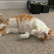 Jessie joined the competition — help win amazing prizes! cat, orange_cat, white_cat, carpet, indoor, pet, animal, feline, lying_down, curious, cute, fluffy, whiskers, tail, ears, paws, relaxed, home, cozy, floor