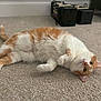 cat, orange_cat, white_cat, carpet, indoor, pet, animal, feline, lying_down, curious, cute, fluffy, whiskers, tail, ears, paws, relaxed, home, cozy, floor