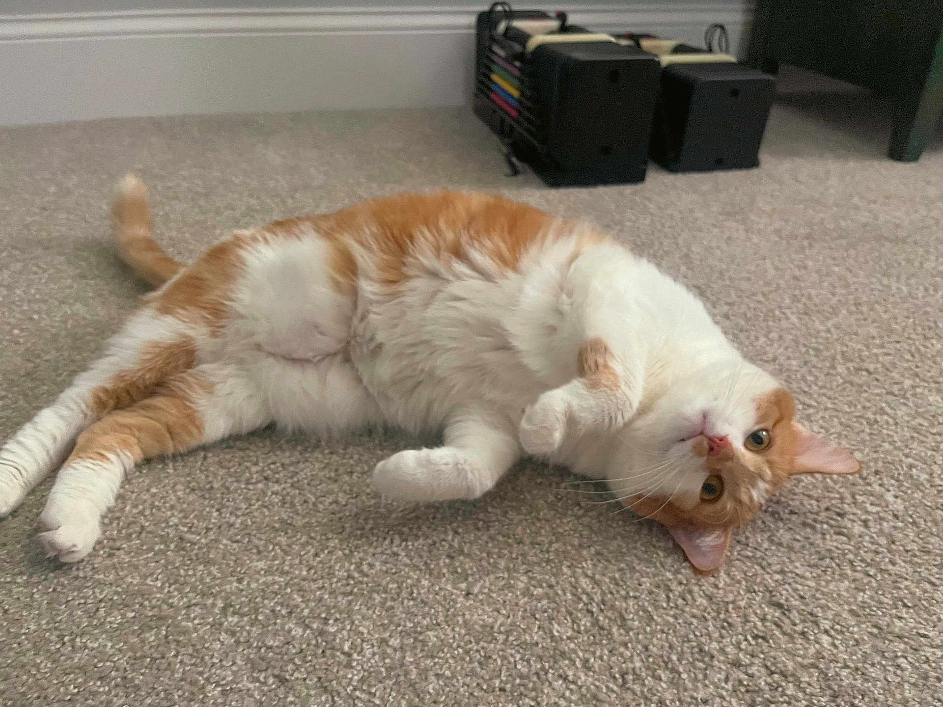 Jessie joined the competition — help win amazing prizes! cat, orange_cat, white_cat, carpet, indoor, pet, animal, feline, lying_down, curious, cute, fluffy, whiskers, tail, ears, paws, relaxed, home, cozy, floor