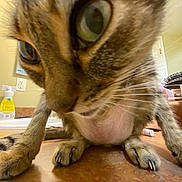 Sugar is registered to the contest to win money with this photo: bathroom, calico, cat, closeup, countertop, curious, eyes, face, feline, funny, fur, hairbrush, indoor, kitten, paws, sink, sitting, toiletries, towel, whiskers