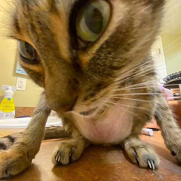 Sugar