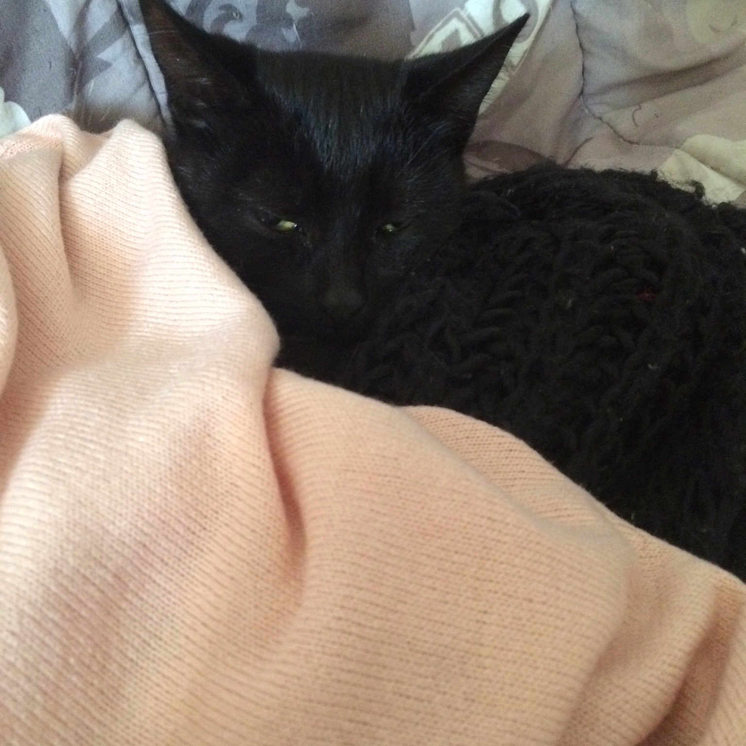 Tina a rejoint le concours — aidez-le/la à gagner de superbes lots ! black_cat, bombay, carnivoran, cat, cat_like_mammal, domestic_short_haired_cat, fur, kitten, small_to_medium_sized_cats, snout, whiskers