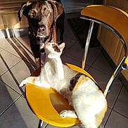 Tylou a rejoint le concours — aidez-le/la à gagner de superbes lots ! dog, cat, chair, yellow, tile_floor, sunlight, indoor, pet, calico_cat, black_dog, playful, curious, furniture, shadow, floor, domestic, animal, companion, relaxed, home