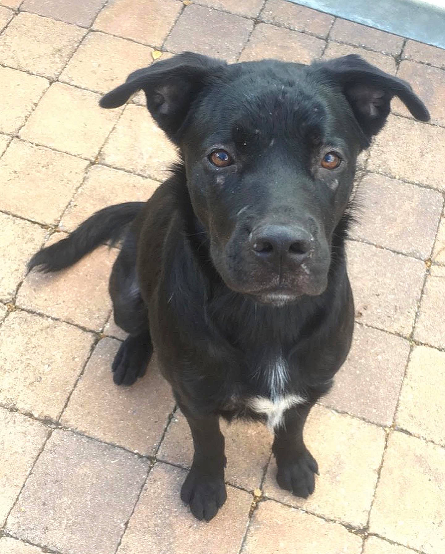 Lilou a rejoint le concours — aidez-le/la à gagner de superbes lots ! art, borador, canidae, carnivore, collar, companion_dog, dog, dog_breed, flooring, fur, non_sporting_group, road_surface, sculpture, sporting_group, terrestrial_animal, whiskers, working_animal