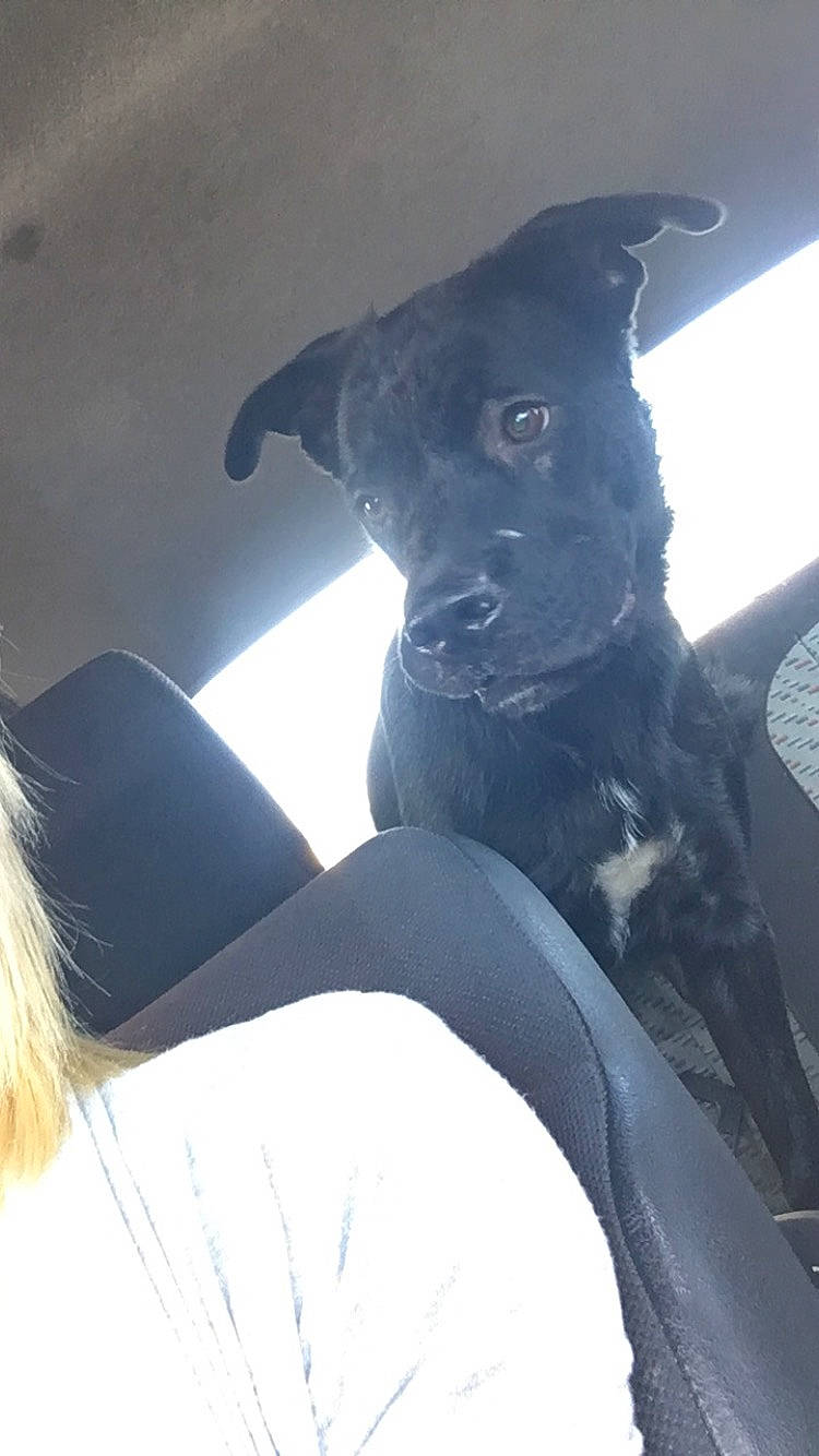 Lilou a rejoint le concours — aidez-le/la à gagner de superbes lots ! borador, canidae, carnivore, collar, comfort, companion_dog, dog, dog_breed, dog_collar, fawn, fur, guard_dog, non_sporting_group, sitting, snout, sporting_group, tail, tints_and_shades, whiskers, working_animal