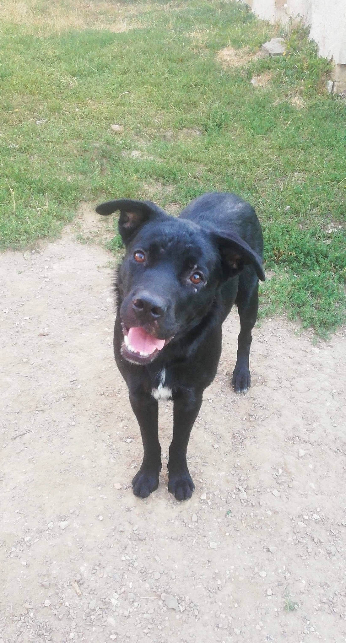 Lilou participe au concours pour gagner de l'argent avec cette photo : borador, canidae, carnivore, collar, companion_dog, dog, dog_breed, dog_collar, fawn, grass, gun_dog, labrador_retriever, leash, retriever, snout, sporting_group, tail, terrestrial_animal, whiskers, working_animal