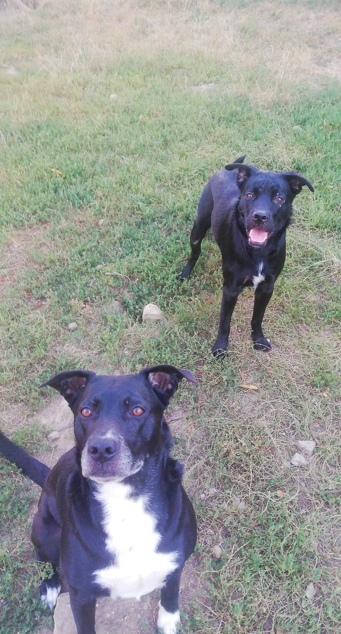 Lilou a rejoint le concours — aidez-le/la à gagner de superbes lots ! borador, canidae, carnivore, collar, companion_dog, dog, dog_breed, grass, guard_dog, hunting_dog, plant, snout, sporting_group, tail, working_animal, working_dog