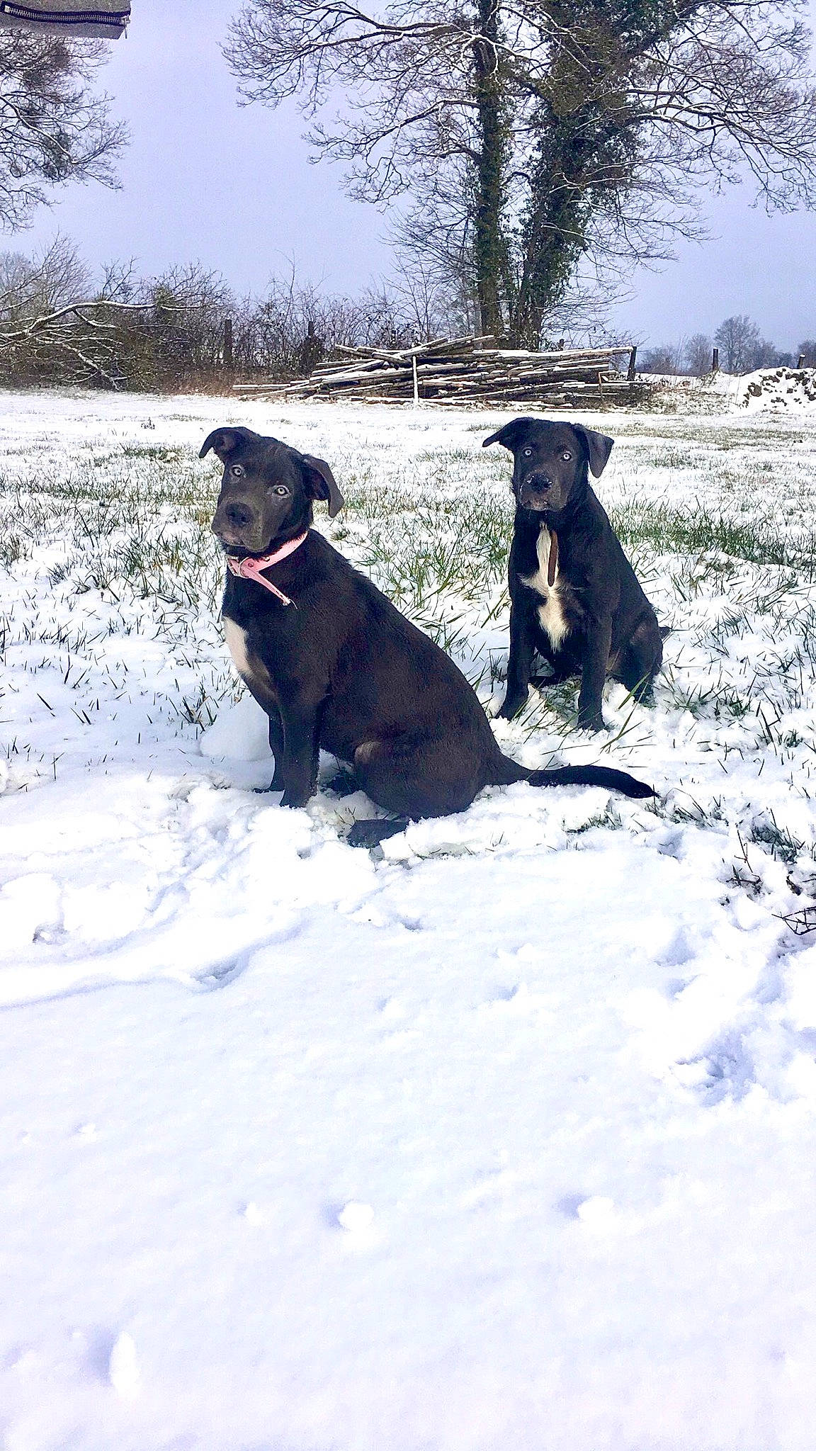 Moon participe au concours pour gagner de l'argent avec cette photo : canidae, carnivore, collar, companion_dog, dog, dog_breed, dog_collar, electric_blue, freezing, guard_dog, hunting_dog, plant, sky, snow, sporting_group, tail, tree, winter, working_animal, working_dog