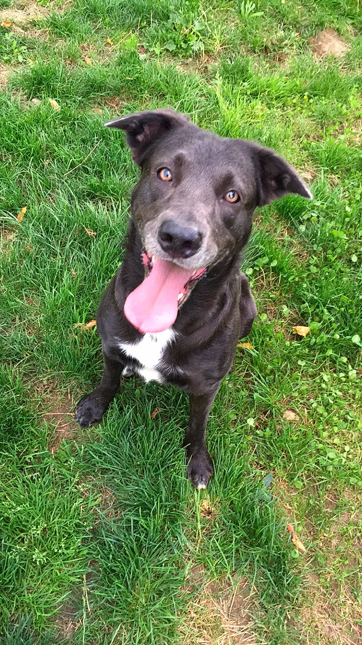 Moon participe au concours pour gagner de l'argent avec cette photo : borador, canidae, carnivore, collar, companion_dog, dog, dog_breed, dog_collar, grass, hunting_dog, non_sporting_group, plant, snout, sporting_group, whiskers, working_animal, working_dog