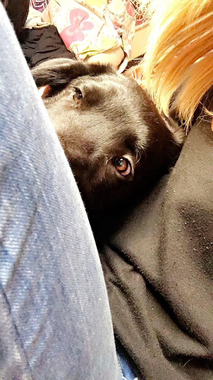 Boomrang participe au concours pour gagner de l'argent avec cette photo : canidae, carnivore, comfort, companion_dog, dog, dog_breed, fawn, fur, liver, non_sporting_group, snout, sporting_group, terrestrial_animal, toy_dog, whiskers, working_animal, wrinkle