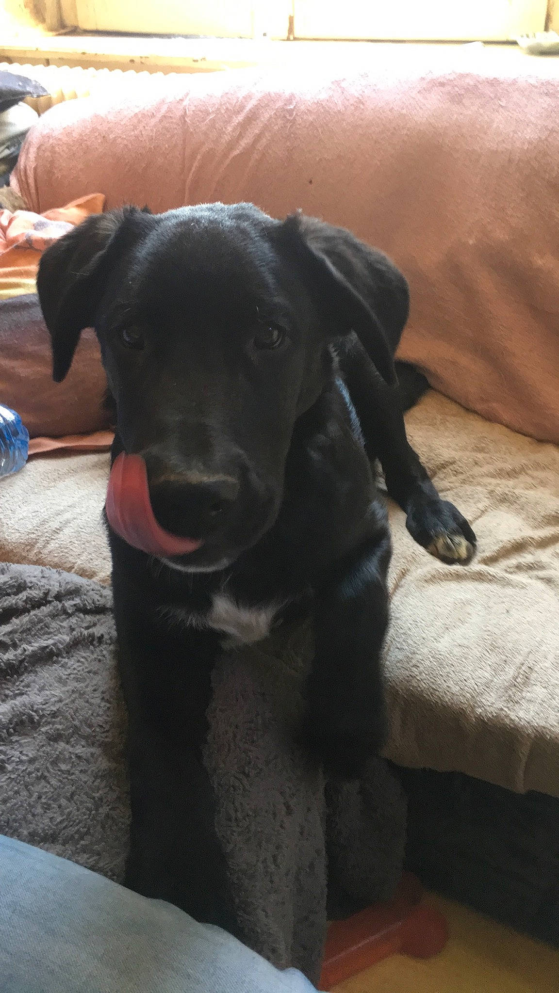 Boomrang participe au concours pour gagner de l'argent avec cette photo : borador, canidae, carnivore, collar, comfort, companion_dog, dog, dog_breed, dog_collar, fur, guard_dog, gun_dog, labrador_retriever, liver, retriever, snout, sporting_group, terrestrial_animal, whiskers, working_animal