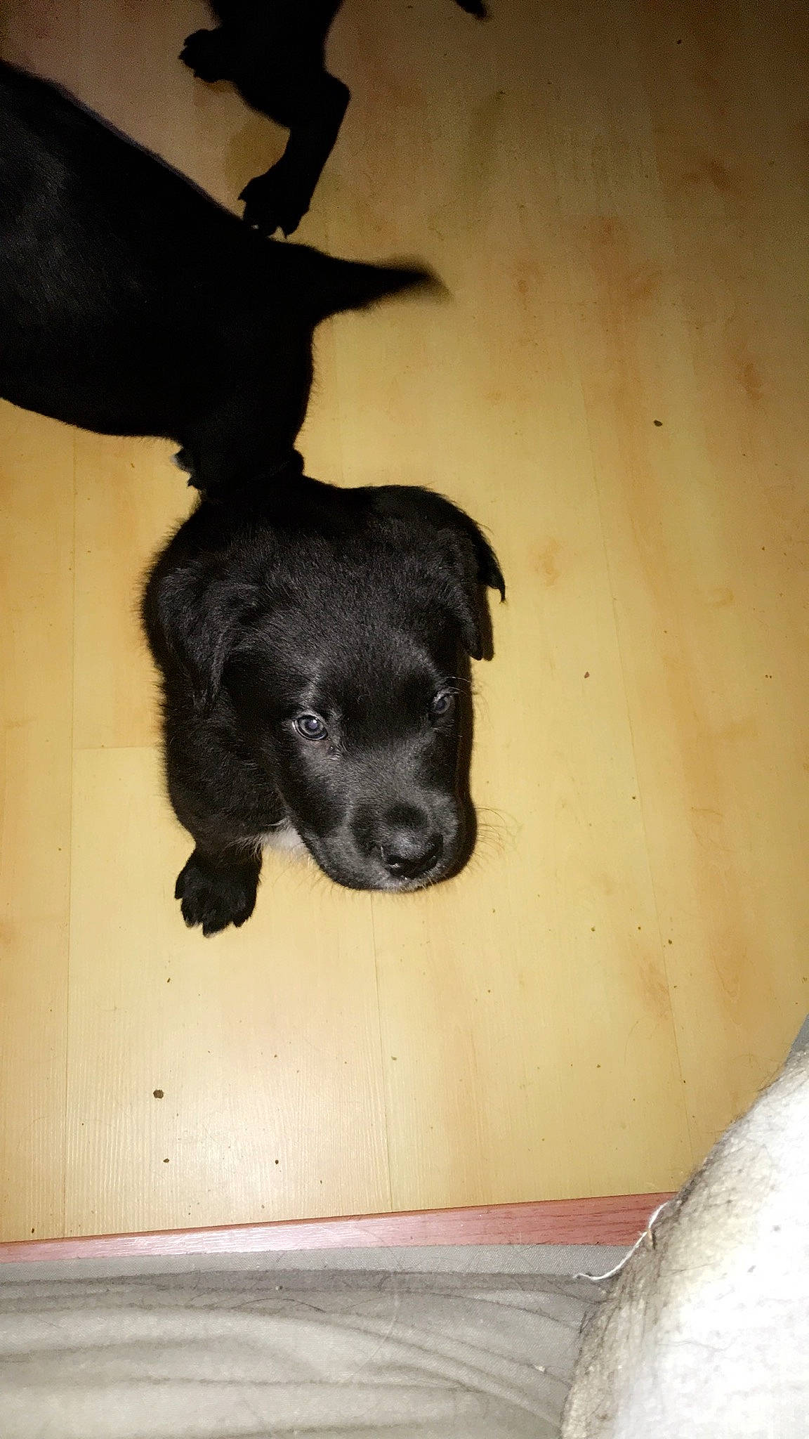 Boomrang a rejoint le concours — aidez-le/la à gagner de superbes lots ! borador, canidae, carnivore, companion_dog, dog, dog_breed, fawn, fur, guard_dog, labrador_retriever, paw, pet_supply, retriever, snout, sporting_group, tail, terrestrial_animal, tints_and_shades, wood, working_animal