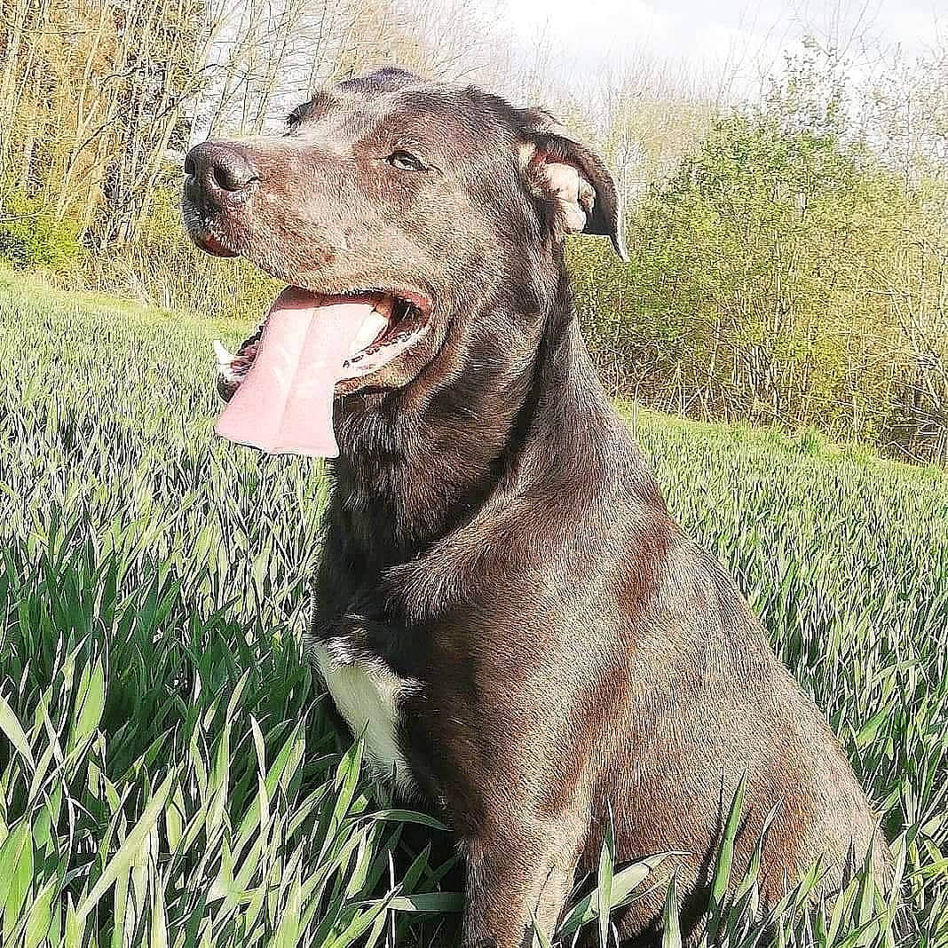 Mitaine a rejoint le concours — aidez-le/la à gagner de superbes lots ! canidae, carnivore, collar, companion_dog, dog, dog_breed, dog_collar, fawn, grass, grassland, groundcover, gun_dog, liver, plant, snout, sporting_group, terrestrial_animal, whiskers, working_animal, working_dog