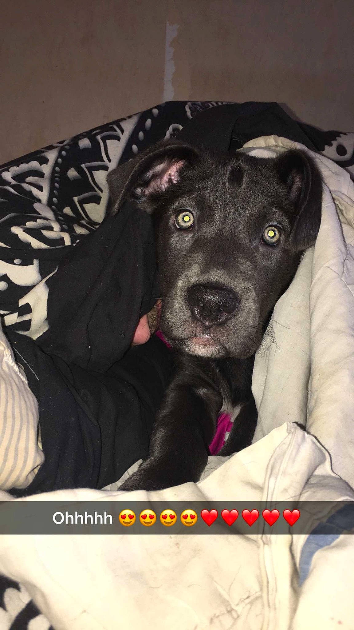 Mitaine participe au concours pour gagner de l'argent avec cette photo : borador, canidae, carnivore, collar, comfort, companion_dog, dog, dog_breed, dog_supply, fur, guard_dog, non_sporting_group, pet_supply, photo_caption, sporting_group, terrestrial_animal, whiskers, working_animal, working_dog