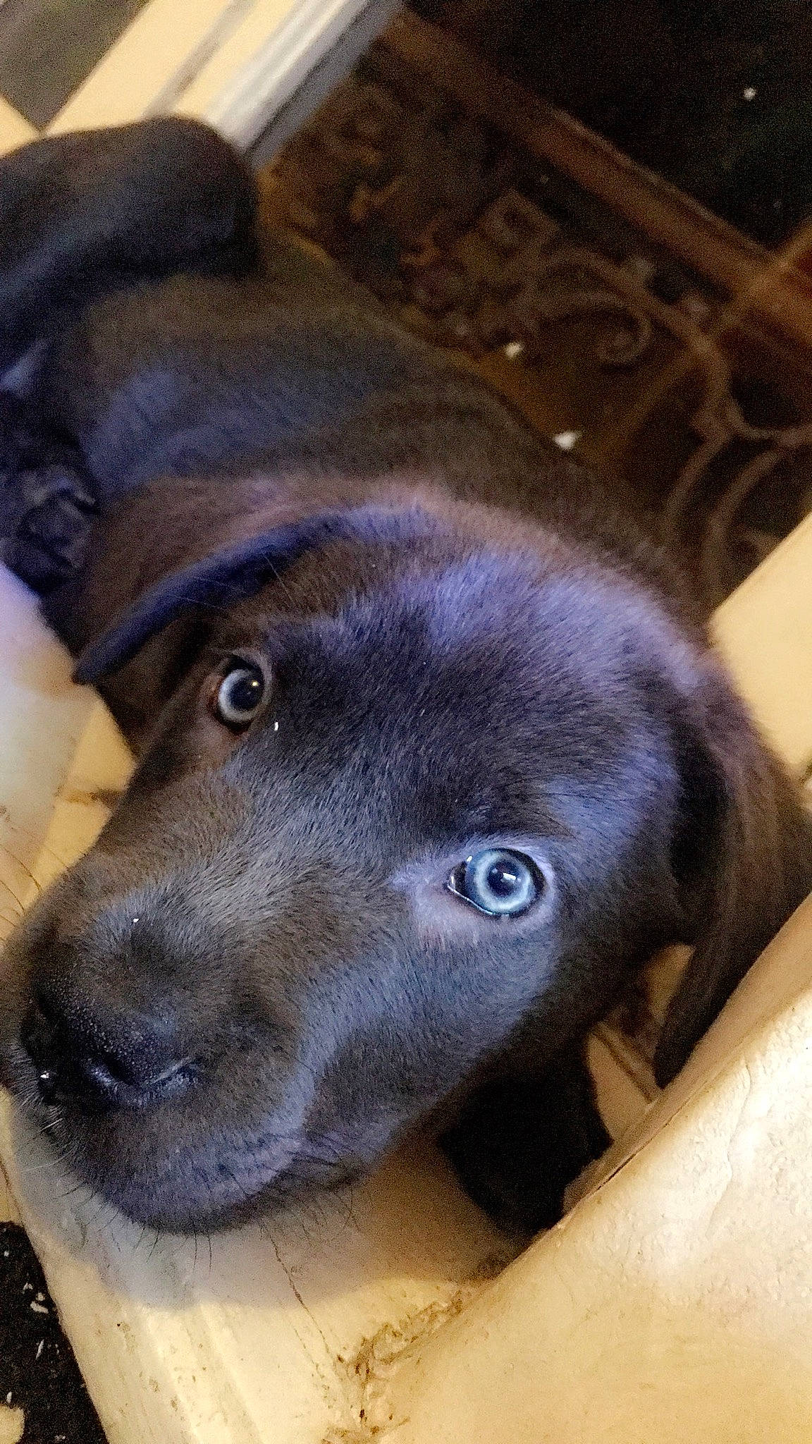 Mitaine participe au concours pour gagner de l'argent avec cette photo : borador, canidae, carnivore, companion_dog, dog, dog_breed, ear, fawn, fur, gun_dog, liver, pet_supply, snout, sporting_group, whiskers, working_animal