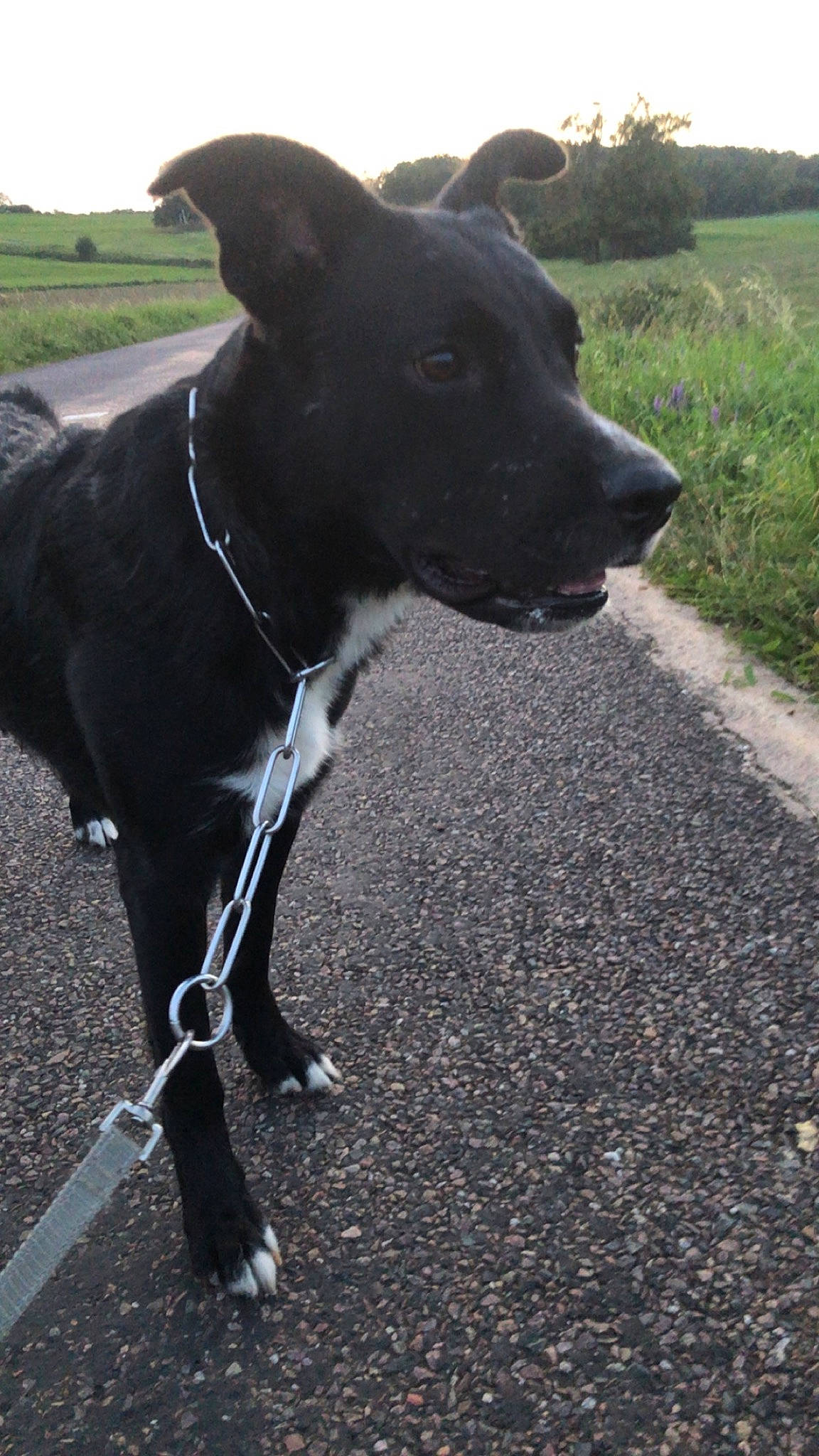 Tahysse participe au concours pour gagner de l'argent avec cette photo : adventure, asphalt, borador, carnivore, collar, companion_dog, dog, dog_breed, dog_collar, fashion_accessory, grass, leash, pet_supply, plant, road_surface, sky, tree, vertebrate, whiskers, working_animal