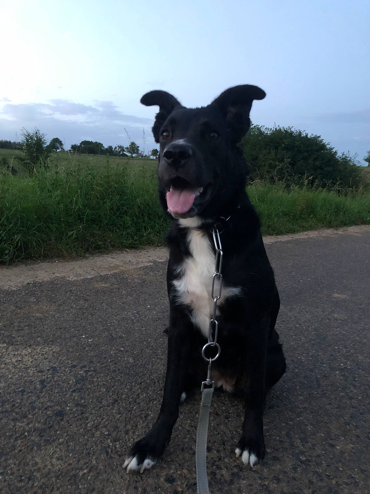 Tahysse participe au concours pour gagner de l'argent avec cette photo : borador, canidae, carnivore, cloud, collar, companion_dog, dog, dog_breed, dog_collar, fawn, fur, grass, non_sporting_group, plant, sky, snout, sporting_group, tree, whiskers, working_animal