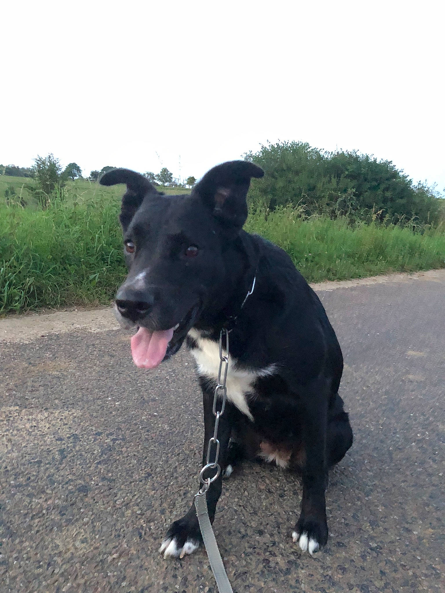 Tahysse a rejoint le concours — aidez-le/la à gagner de superbes lots ! adventure, asphalt, borador, canidae, carnivore, collar, companion_dog, dog, dog_breed, dog_collar, fashion_accessory, leash, pet_supply, plant, road_surface, sky, snout, sporting_group, tree, working_animal