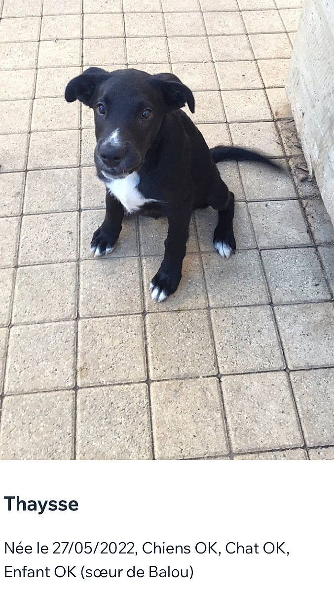 Tahysse participe au concours pour gagner de l'argent avec cette photo : borador, canidae, carnivore, companion_dog, dog, dog_breed, dog_collar, flooring, fur, guard_dog, leash, rectangle, road_surface, shadow, sidewalk, snout, sporting_group, street_dog, tail, working_animal