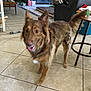 dog, indoor, tile_floor, furniture, stool, living_room, brown_dog, happy, pet, ears_up, tail, household_items, home, canine, floor, domestic_animal, playful, fur, standing, excited