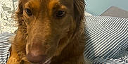 Hazel is registered to the contest to win money with this photo: dog, brown_dog, bed, bedding, striped_bedding, indoor, pet, canine, fur, ears, nose, paws, relaxed, closeup, animal, domestic_animal, resting, comfort, furniture, home