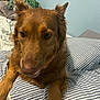 dog, brown_dog, bed, bedding, striped_bedding, indoor, pet, canine, fur, ears, nose, paws, relaxed, closeup, animal, domestic_animal, resting, comfort, furniture, home