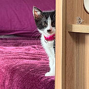 Luna joined the competition — help win amazing prizes! kitten, cat, black_and_white, collar, pink_collar, bed, blanket, purple_blanket, wooden_furniture, indoor, pet, curious, peeking, young_cat, feline, cute, whiskers, ears, fur, domestic_animal