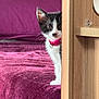 kitten, cat, black_and_white, collar, pink_collar, bed, blanket, purple_blanket, wooden_furniture, indoor, pet, curious, peeking, young_cat, feline, cute, whiskers, ears, fur, domestic_animal