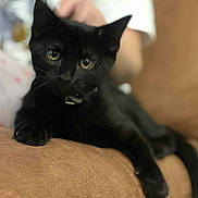 Loki joined the competition — help win amazing prizes! black_cat, cat, pet, animal, indoor, cushion, feline, relaxed, cute, close_up, soft_fur, eyes, whiskers, paw, resting, cozy, domestic, companion, blurred_background, comfortable