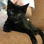 black_cat, cat, pet, animal, indoor, cushion, feline, relaxed, cute, close_up, soft_fur, eyes, whiskers, paw, resting, cozy, domestic, companion, blurred_background, comfortable