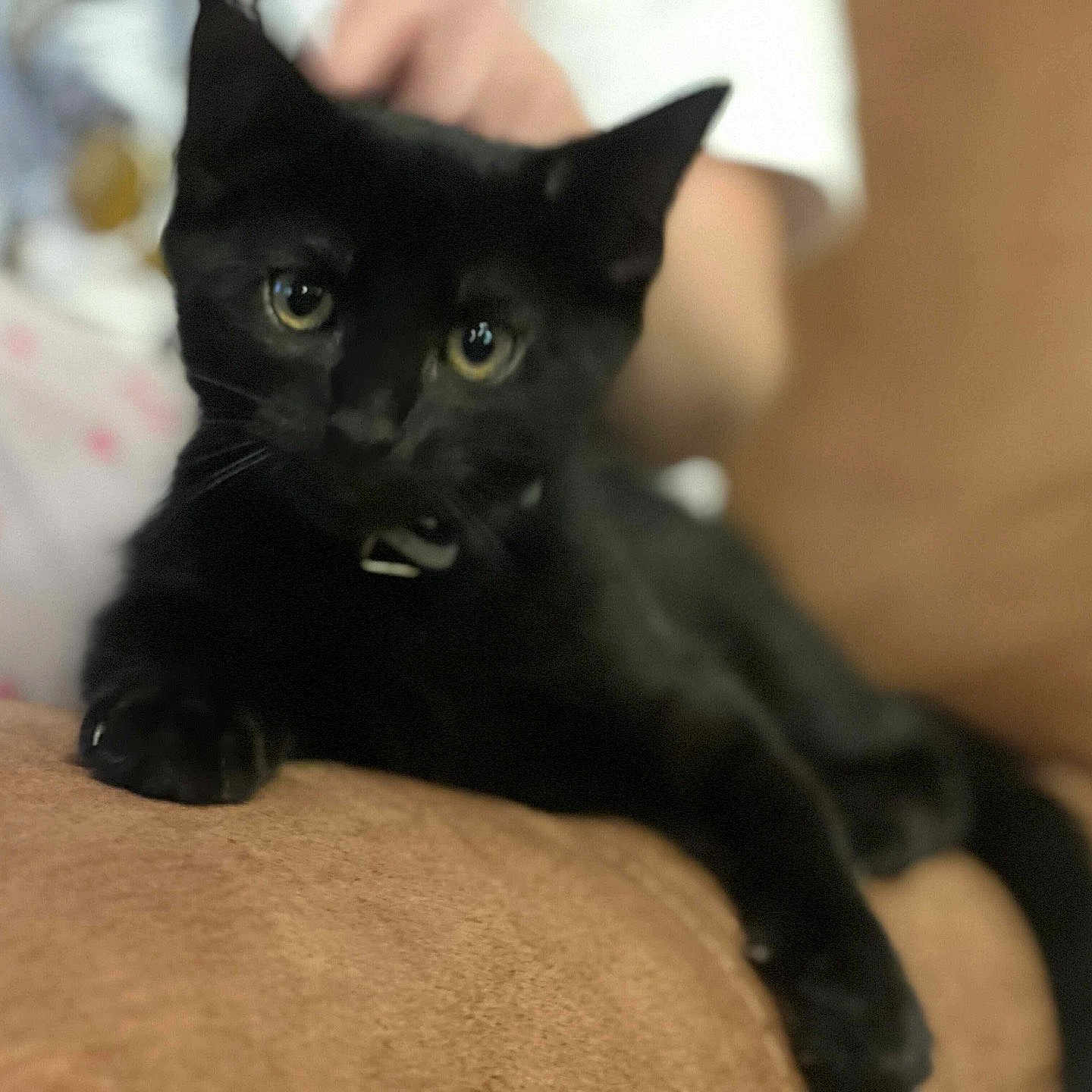 Loki joined the competition — help win amazing prizes! animal, black_cat, blurred_background, cat, close_up, comfortable, companion, cozy, cushion, cute, domestic, eyes, feline, indoor, paw, pet, relaxed, resting, soft_fur, whiskers