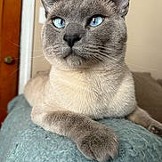 Smokey joined the competition — help win amazing prizes! cat, siamese_cat, blue_eyes, indoor, pet, fur, whiskers, paw, blanket, cozy, relaxed, portrait, animal, mammal, cute, feline, close_up, resting, soft_texture, domestic_animal